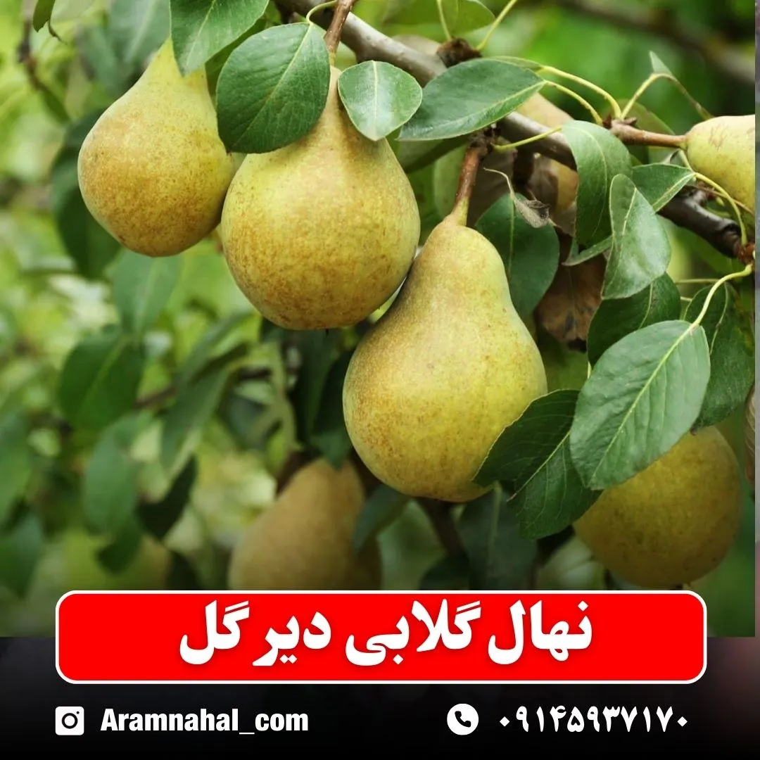 نهال گلابی دیرگل