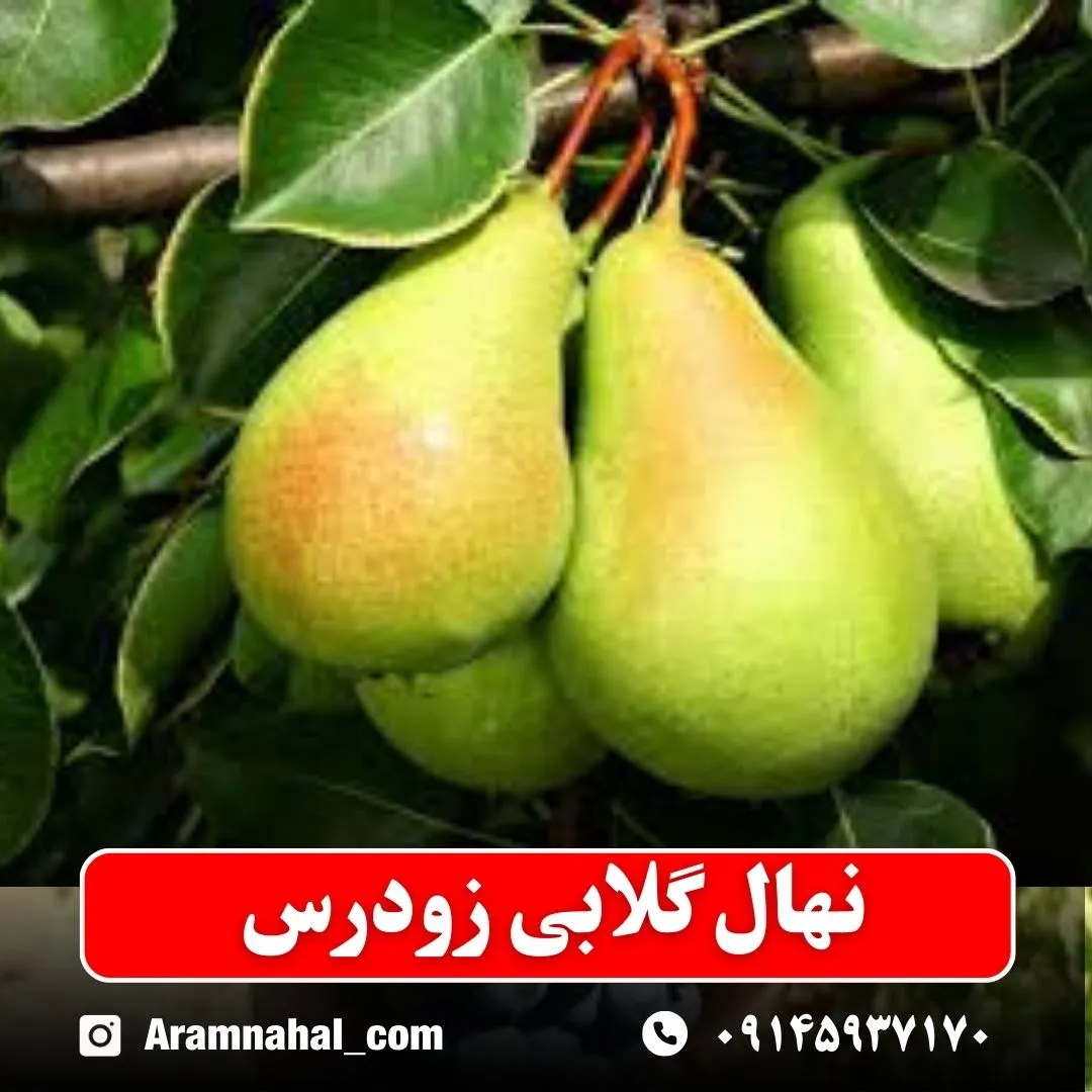 نهال گلابی زودرس