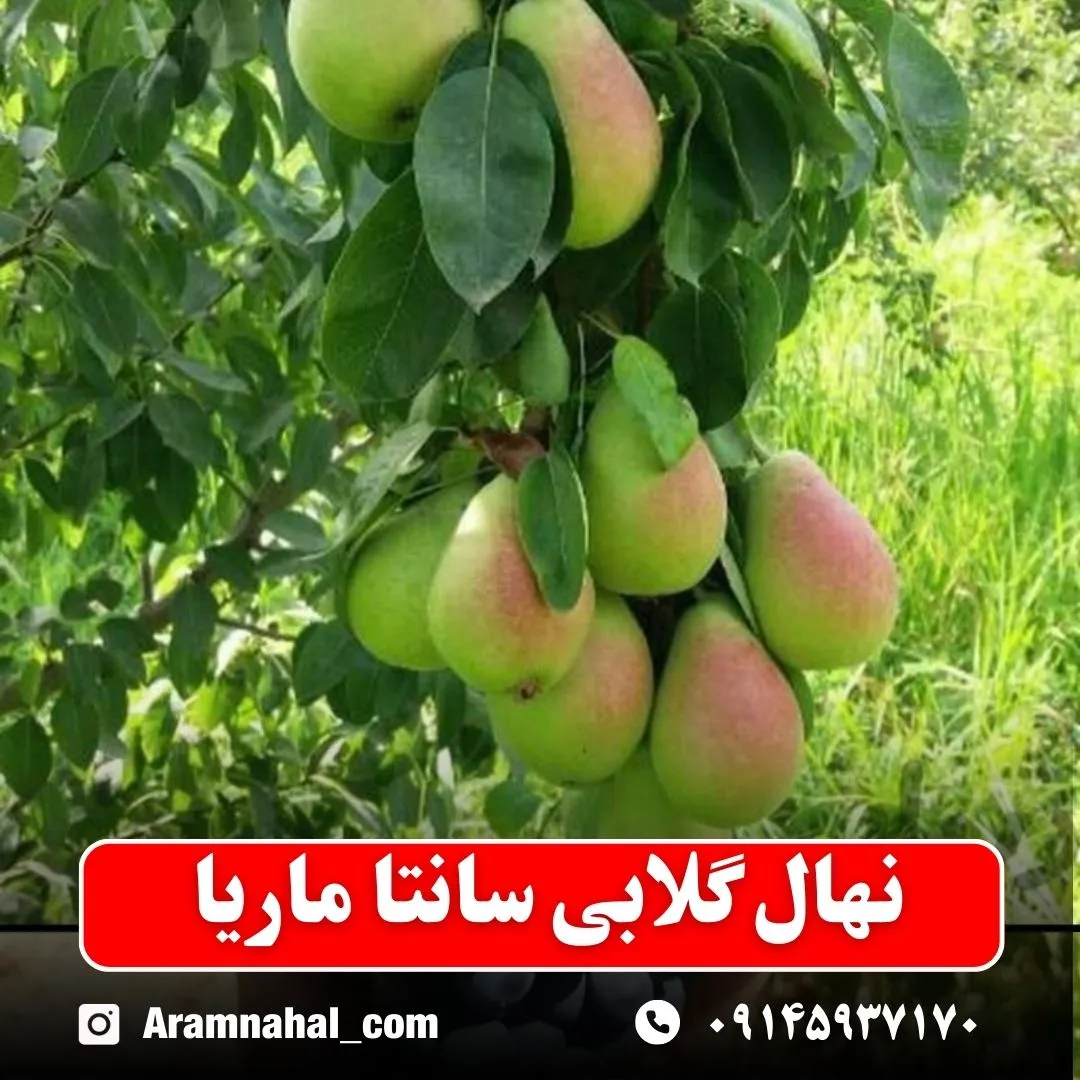 نهال گلابی سانتا ماریا