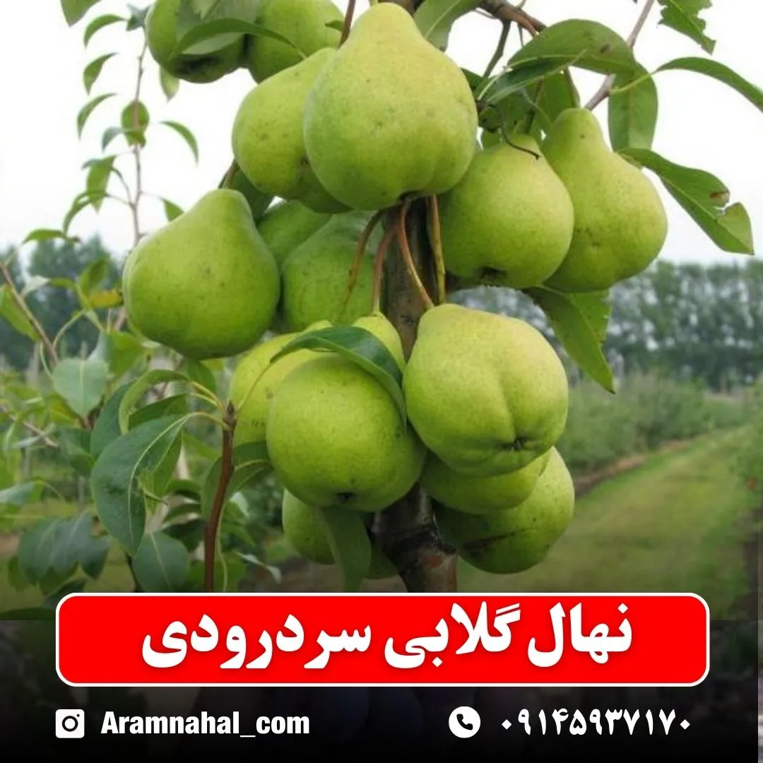 نهال گلابی سردرودی