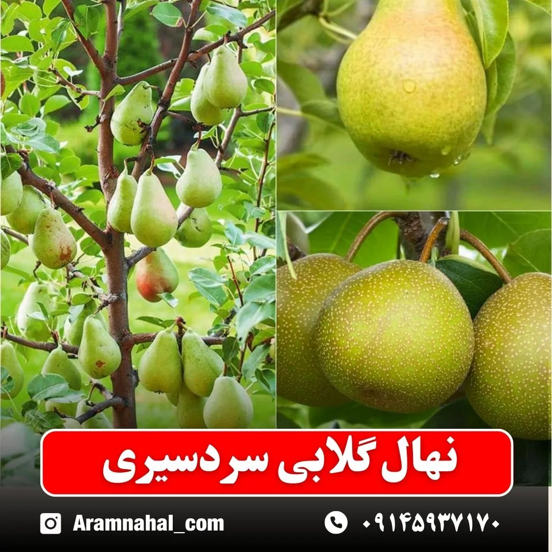 نهال گلابی سردسیری