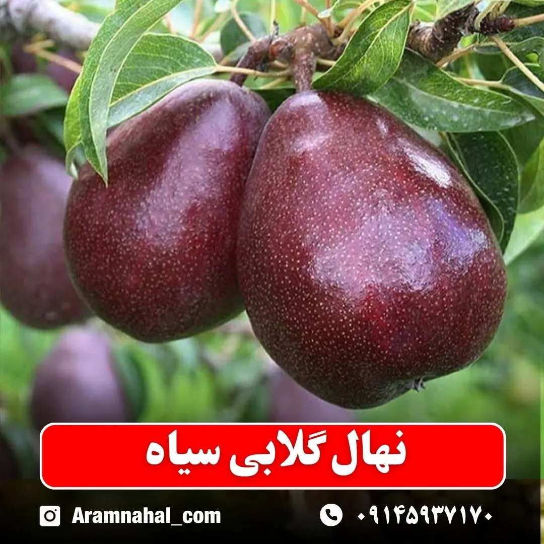 نهال گلابی سیاه