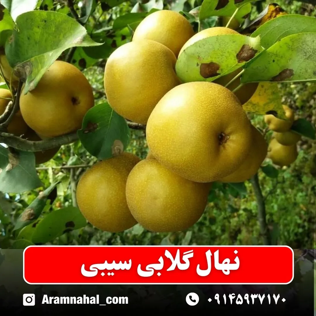 نهال گلابی سیبی