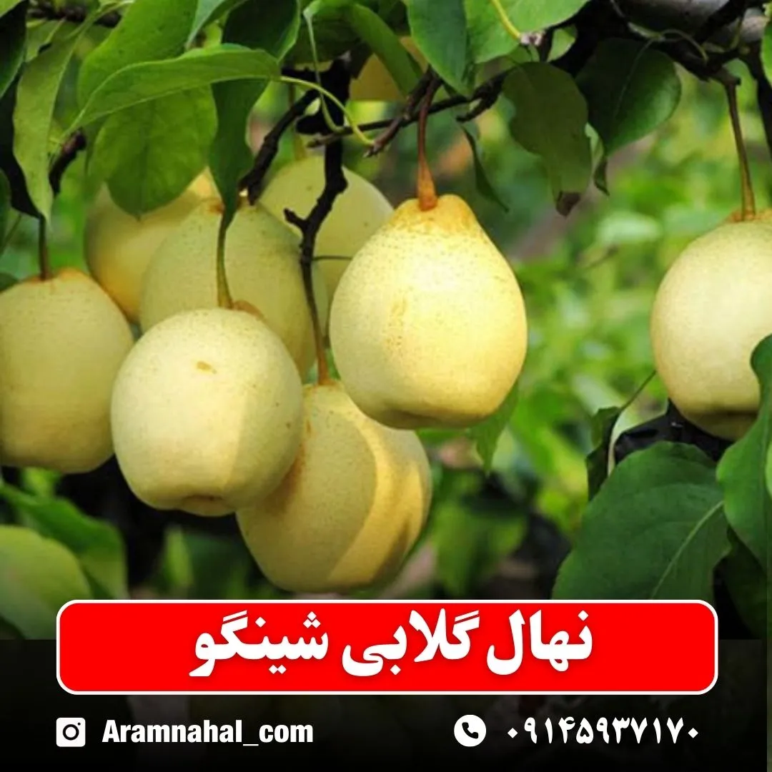 نهال گلابی شینگو