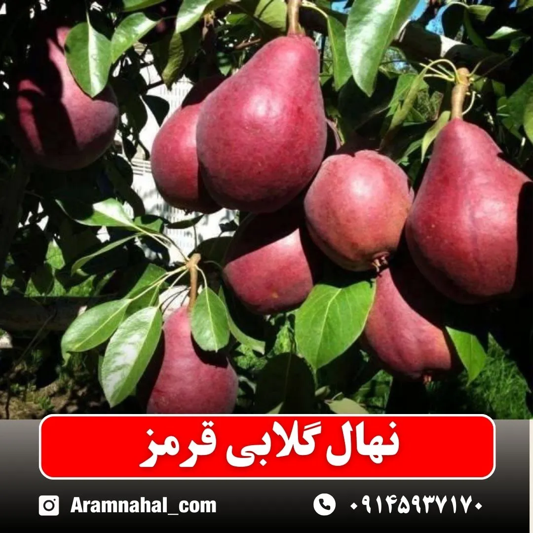 نهال گلابی قرمز