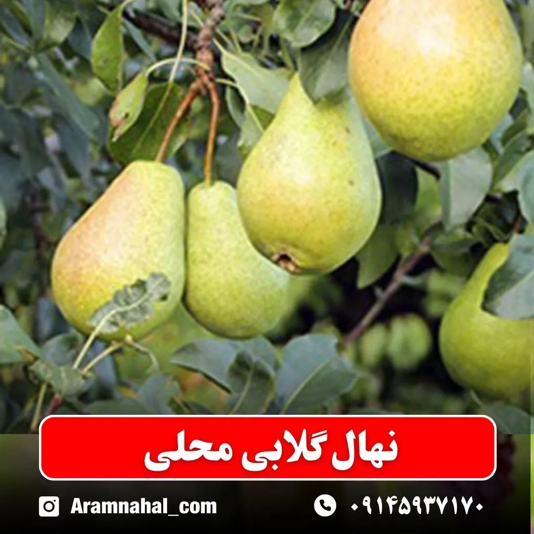 نهال گلابی محلی