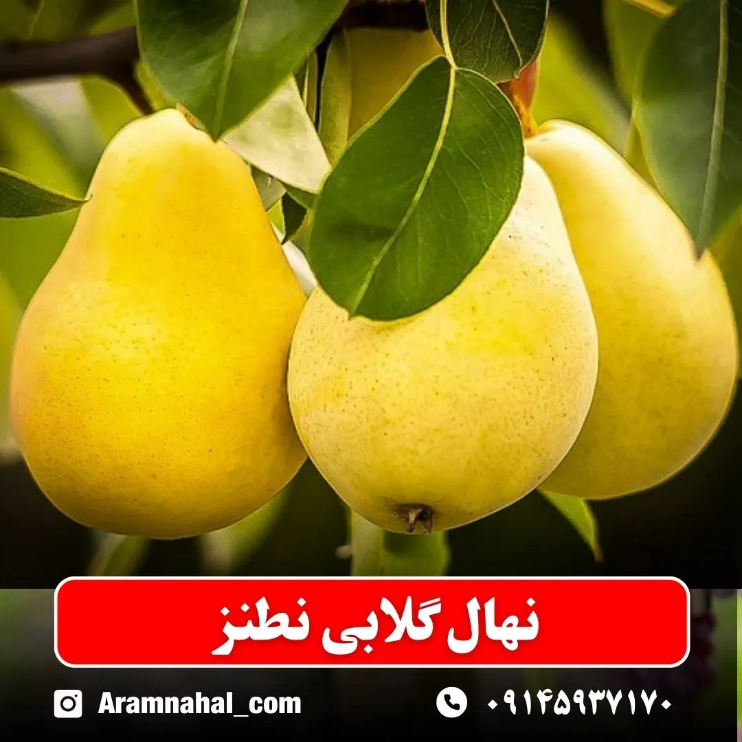 نهال گلابی نطنز