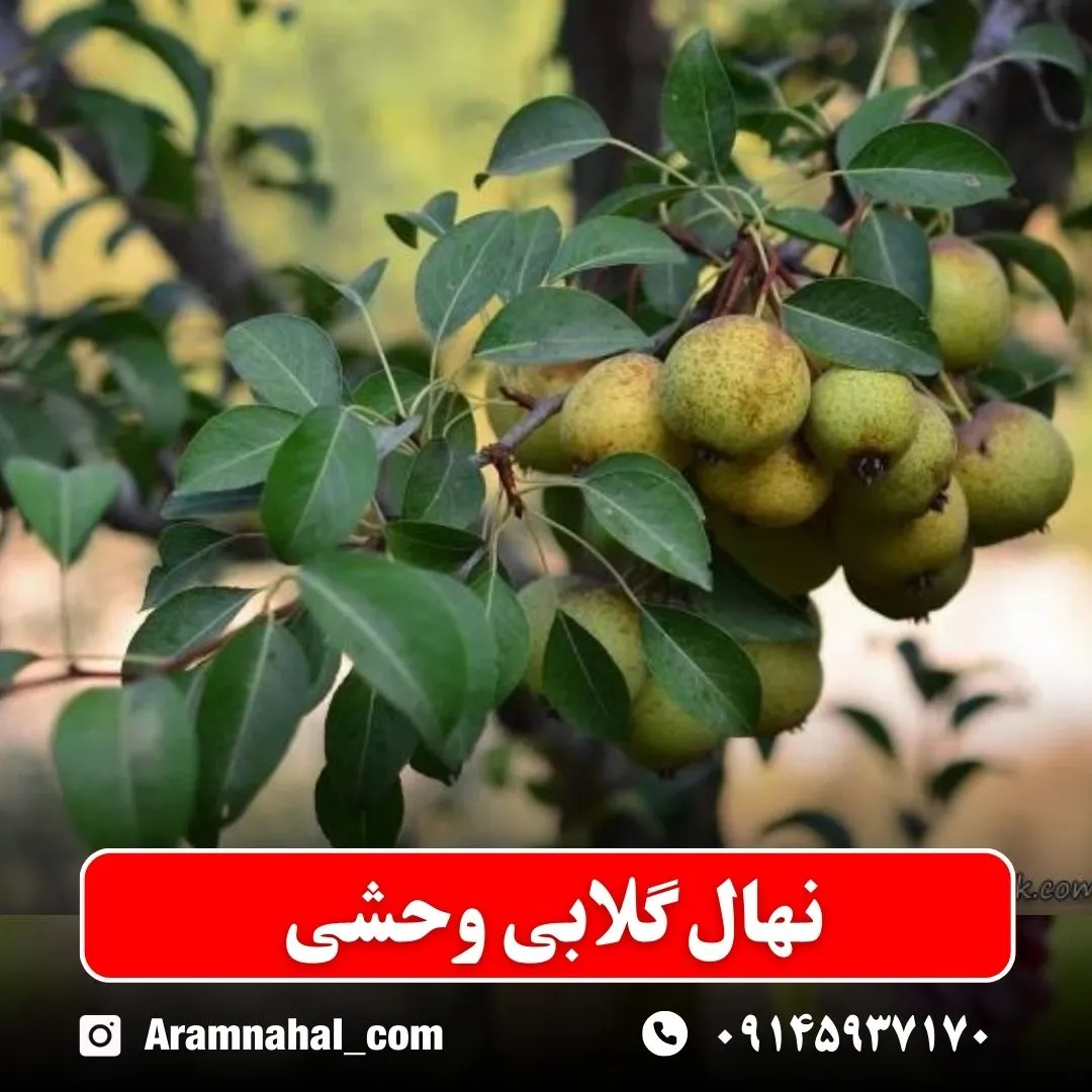 نهال گلابی وحشی