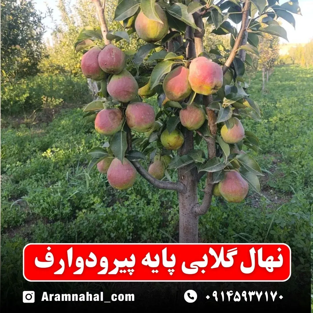 نهال گلابی پایه پیرودوارف