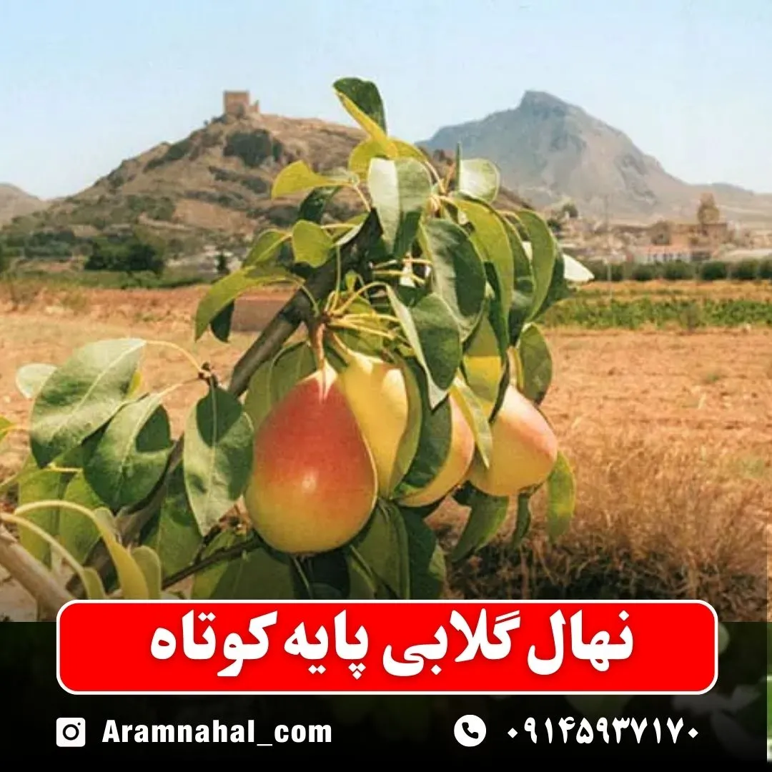 نهال گلابی پایه کوتاه
