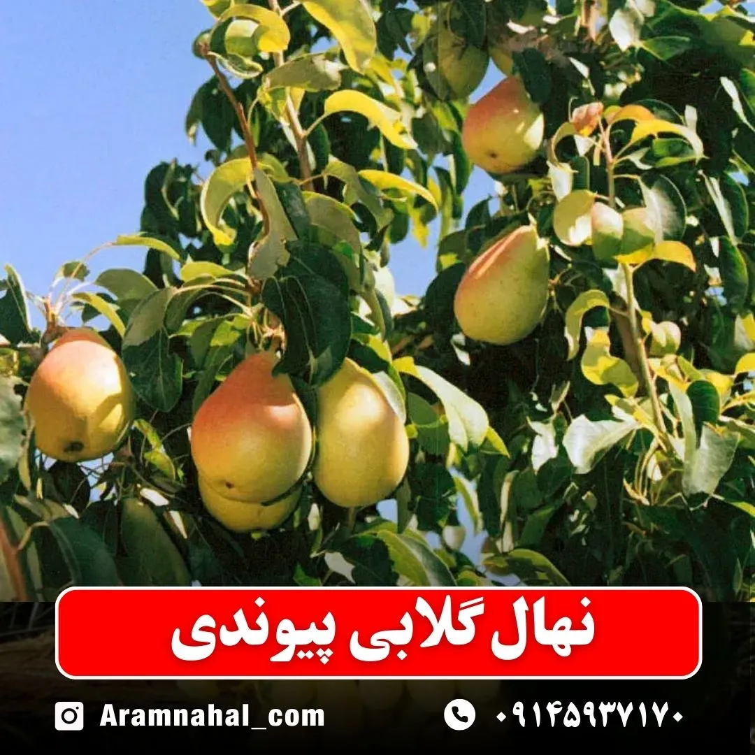 نهال گلابی پیوندی