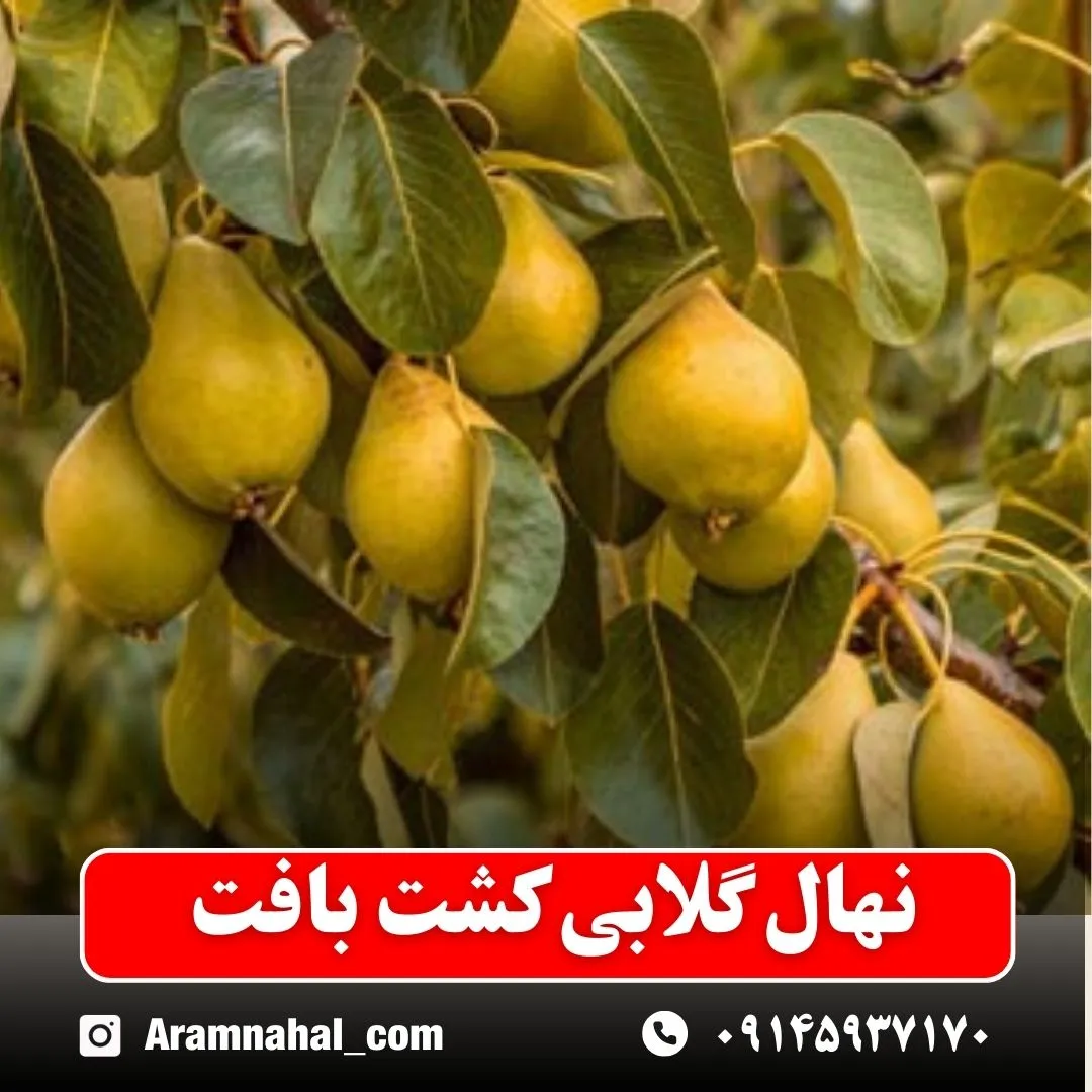 نهال گلابی کشت بافت
