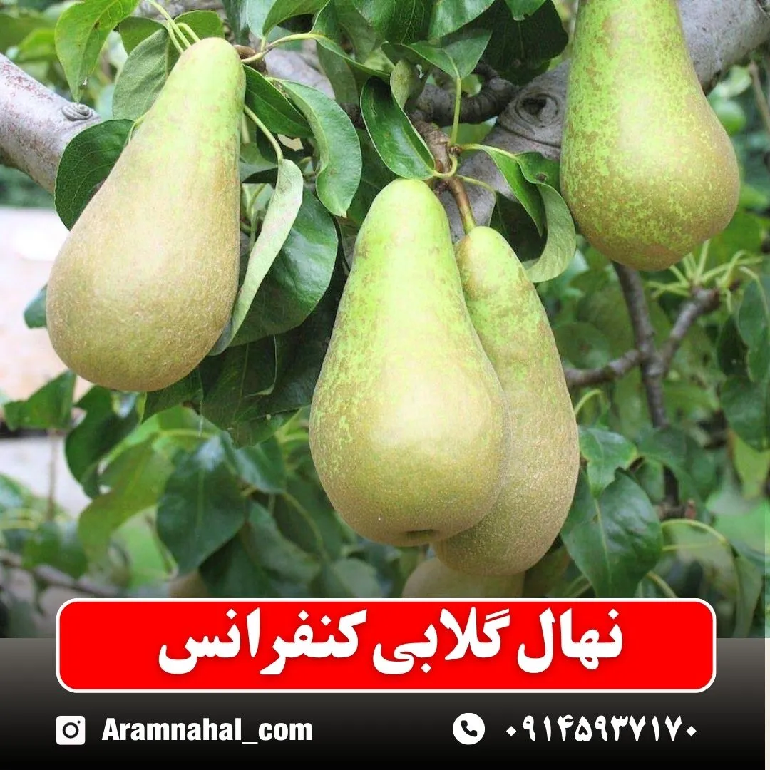 نهال گلابی کنفرانس