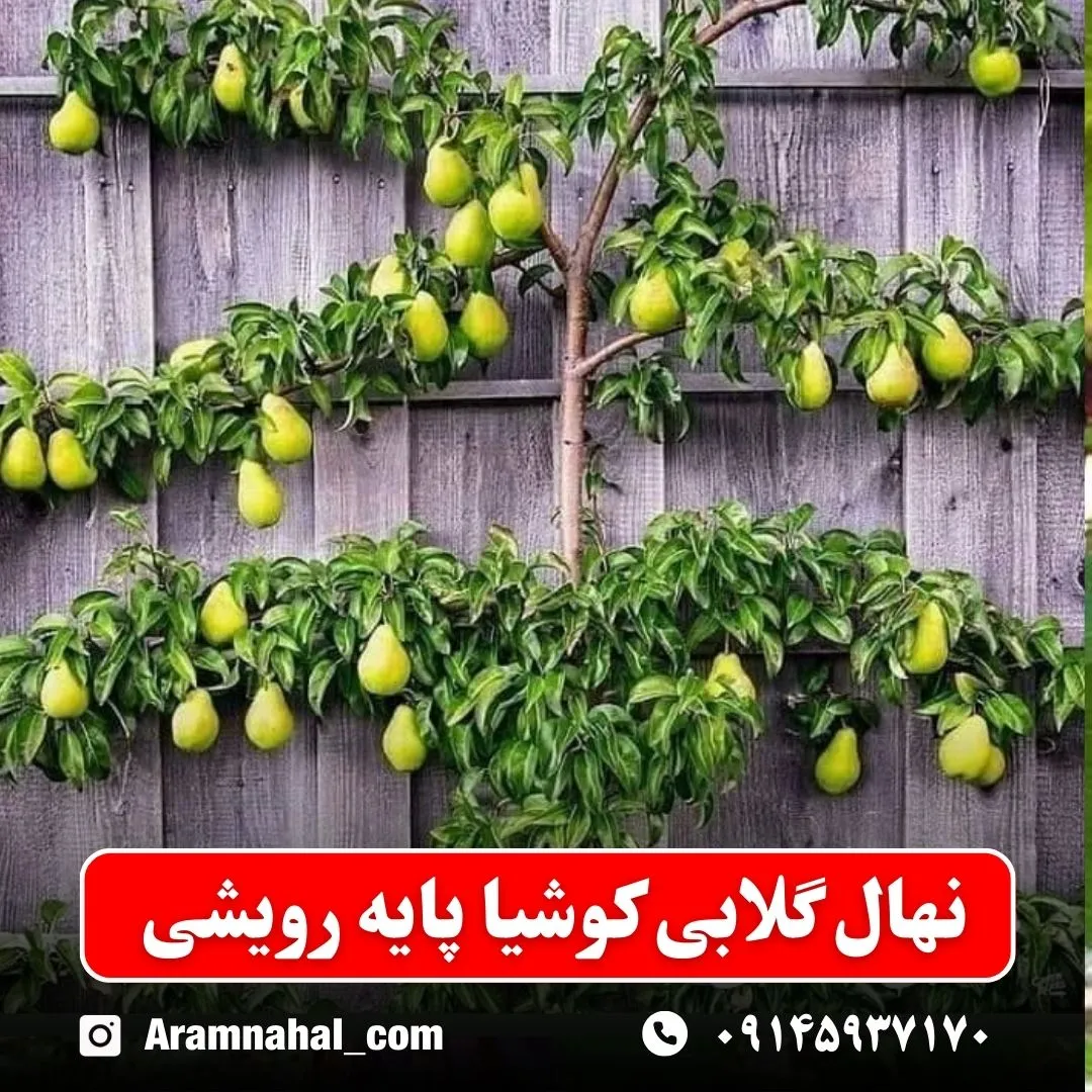 نهال گلابی کوشیا پایه رویشی