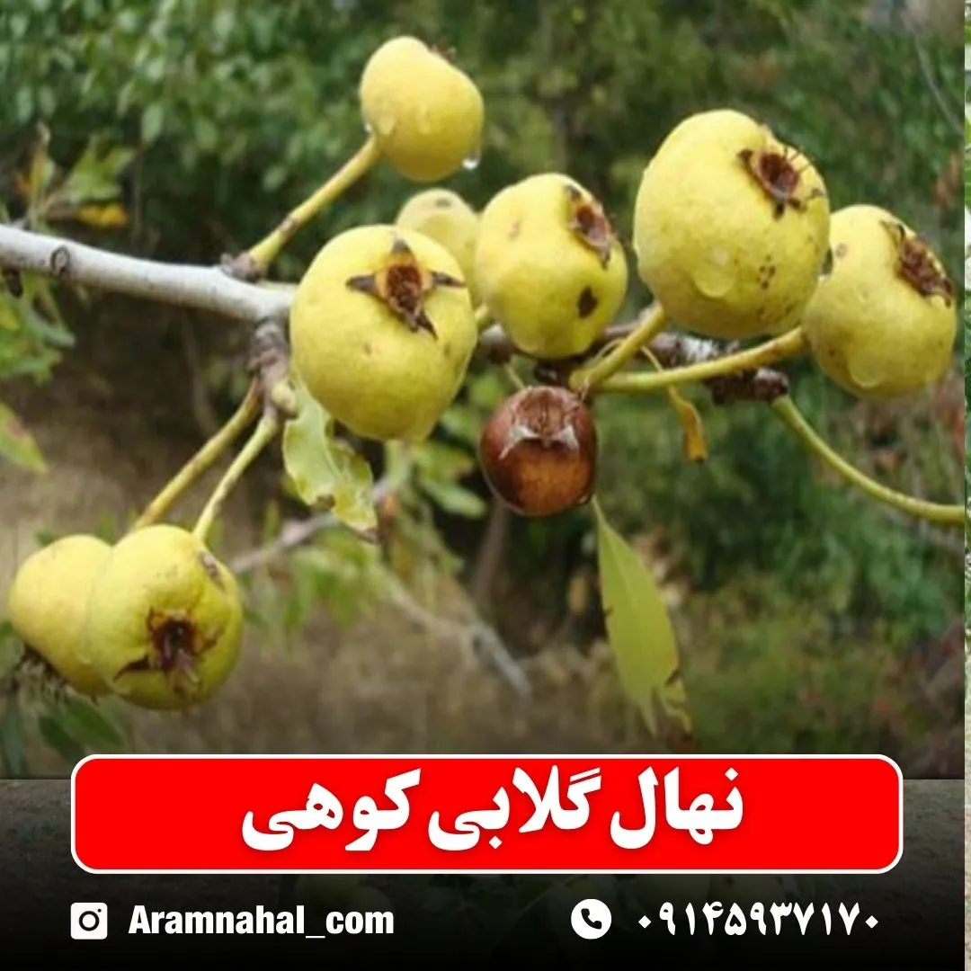 نهال گلابی کوهی