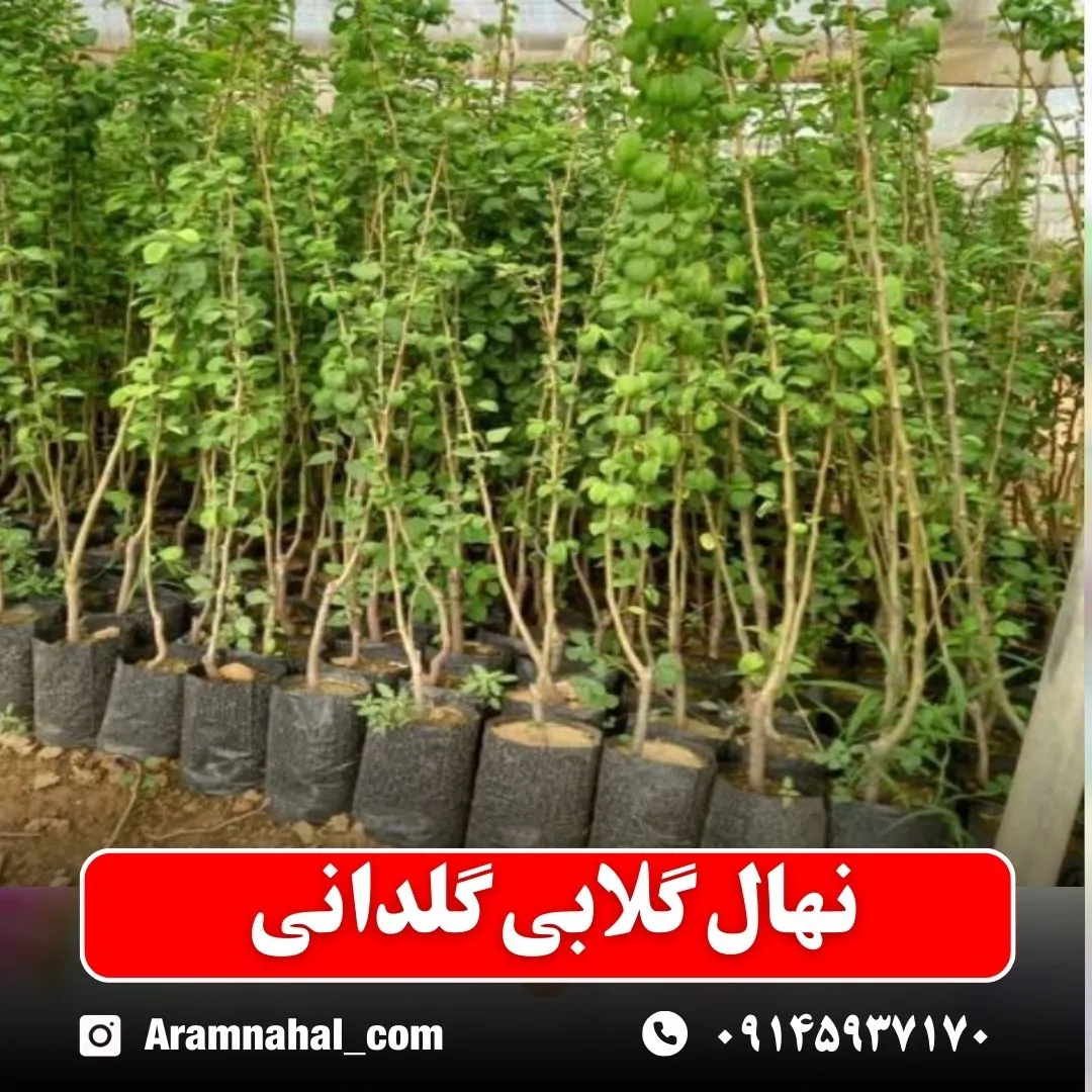 نهال گلابی گلدانی
